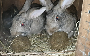 ЧТО ДАЮ КРОЛИКАМ ЗИМОЙ ВМЕСТО ВОДЫ Мешанка для кроликов