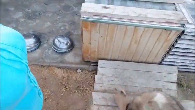 Уборка вольеров. Часть 1. смотреть онлайн