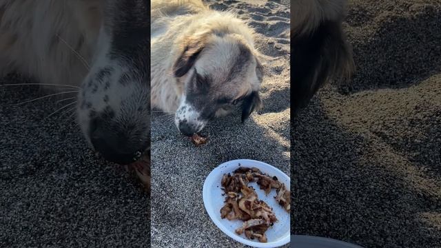 Собаки ? в Турции. смотреть онлайн