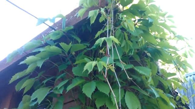 Девичий виноград смотреть онлайн