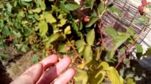 Все о ежевике Торнфри от посадки до зимовки. (Thornfree Blackberry)