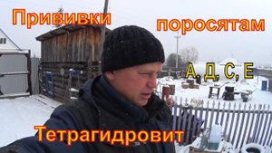 Прививка поросятам/ витамин А,Е,Д,С/ Деревенская жизнь