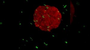 T-cell and tumour spheroid RWB