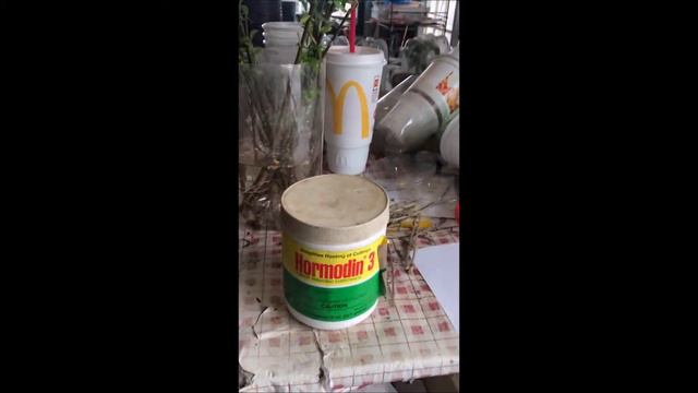 Here is How to Grow a small Viburnum From a Cutting смотреть онлайн