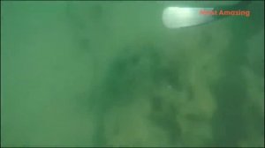 Amazing Hunting Giant Octopus Underwater, Diving under the sea to Catch Big Octopus!!!