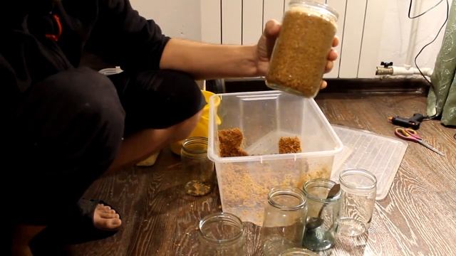 Ежовик гребенчатый, эксперимент с субстратом (часть 1)