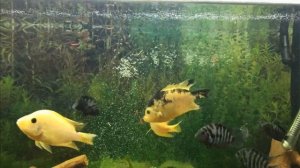 Кормление цихлид мотылем. Кормление аквариумных рыб мотылем.