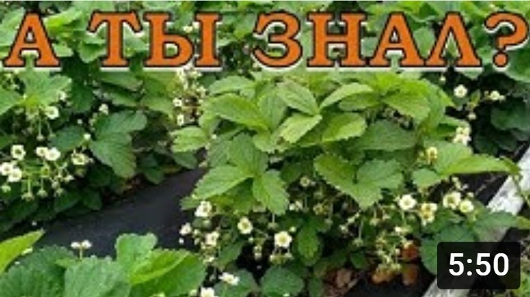 КЛУБНИКА: ВАЖНО на этапе цветения и плодоношения!???