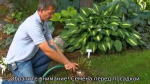 Хоста: посадка и уход
