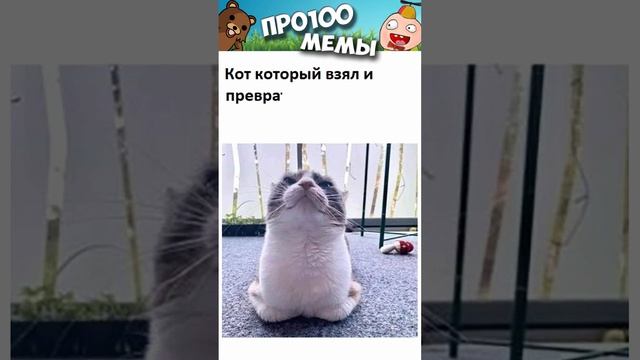 Короткие приколы и мемы с озвучкой 12+ #shorts #мемы #приколы #котики #анекдоты