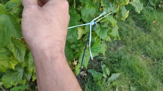 Летняя обрезка черной смородины, НЕ ПОТЕРЯЙ ГОД. смотреть онлайн