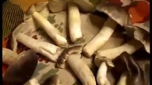 Рядовки Серые - Подзеленки.  Рядовки Зеленые - Зеленушки. Петушки и Курочки.