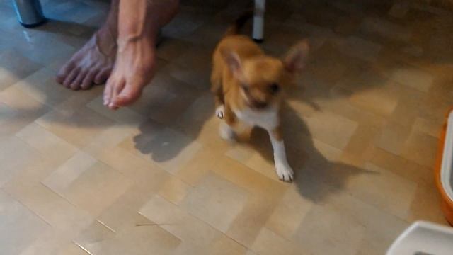 Чихуахуа. Купить щенка чихуахуа мини РКФ. 8-905-546-66-92 смотреть онлайн