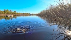 КЛЮНУЛ ЯЗЬ В УХЕ КНЯЗЬ