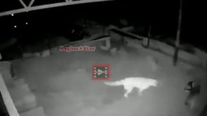 Сабака на Цепи против Волка