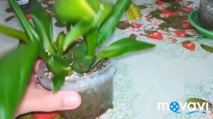 Результаты и итоги посадки орхидей в цеолит