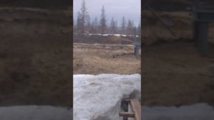 гуси в Новом Уренгое