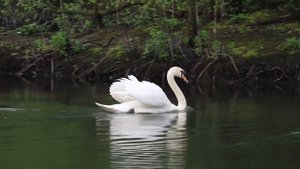 Лебедь.Одна из самых красивых птиц в Мире.The Swan is the most beautiful bird.