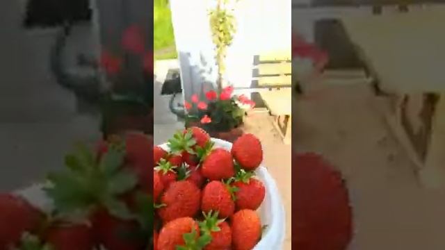 Клубника Полка. Душистая и очень сладкая. смотреть онлайн