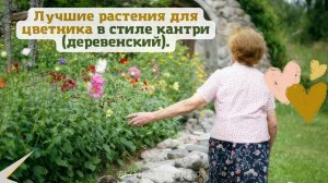 Лучшие растения для цветника в стиле кантри (деревенский).??