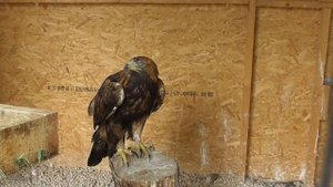 Беркут Aquila chrysaetos, самый крупный орёл