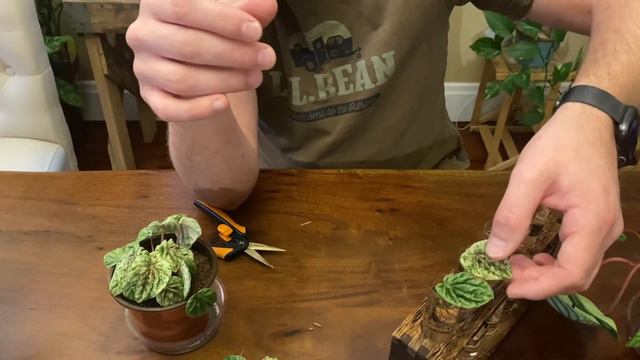 How to propagate Peperomia plants in water vs soil смотреть онлайн