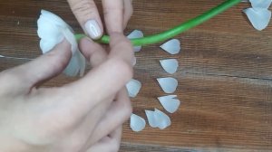 Ботанический разбор ранункулюса