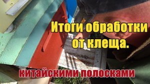Итоги обработки от клеща варроа  китайскими полосками