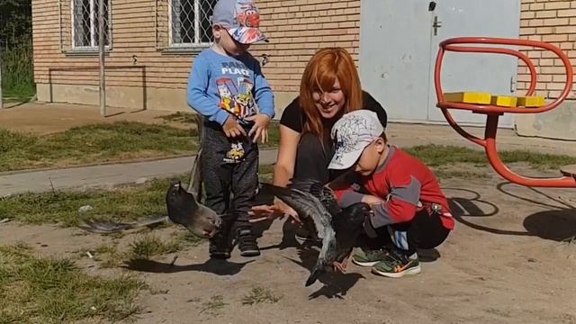 Самые красивые голуби . Слоумоуш смотреть онлайн