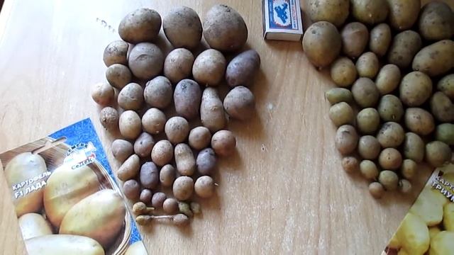 Выращивание #картофеля из семян. Урожай 2015 г.