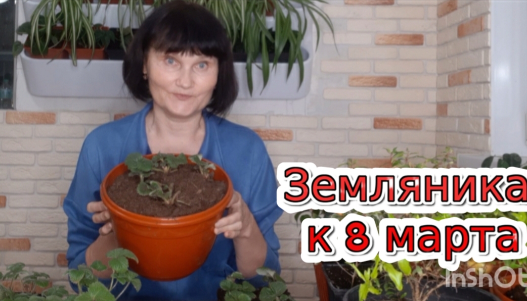 Земляника в кашпо к 8 марта