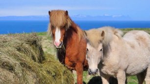 Лошади на ферме -Конь ржет-Звук животного лошадь
