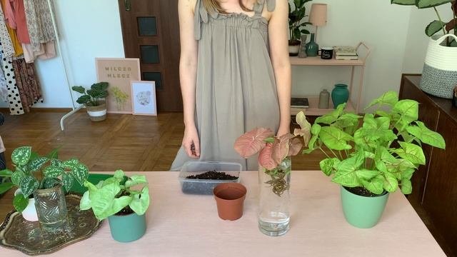 SYNGONIUM Neon Robusta - Przesadzanie