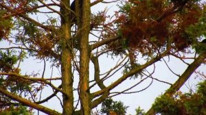 Canon PowerShot SX530 HS  Zoomtest Krähen im Baum