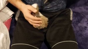 Как помыть кролика. Купание кролика в домашних условиях . Bathing a rabbit at home.