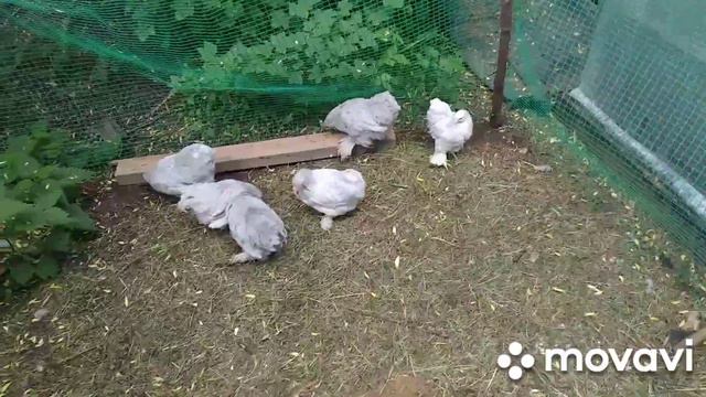 Карликовые кохинхины.