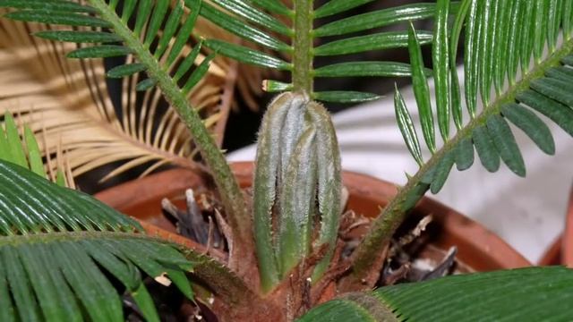 Cycas revoluta growing leaves timelapse смотреть онлайн