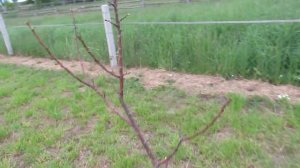 Самый опасный вредитель  Вредители в саду как бороться