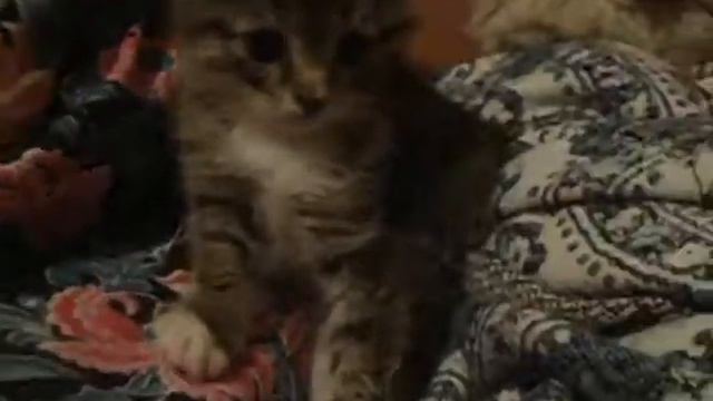 Плюшевый котёнок Васик в добрые руки!