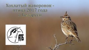 Хохлатый жаворонок (Galerida cristata) - Crested Lark