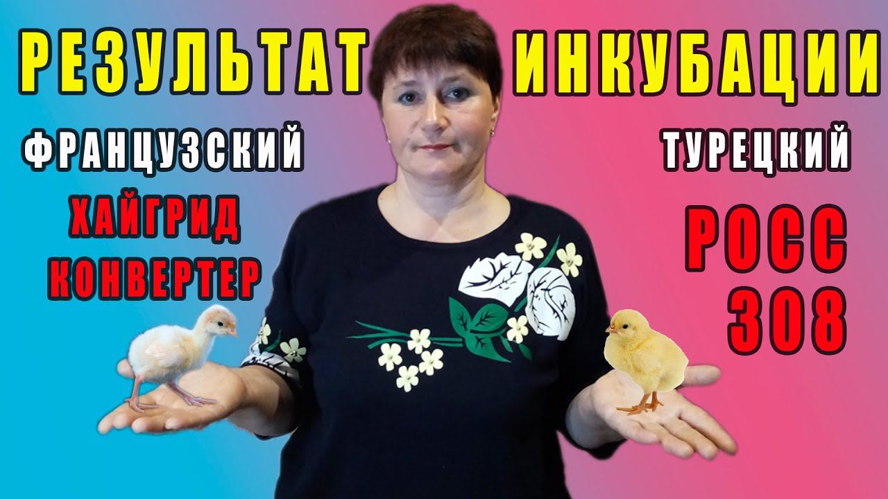 Результат инкубации. Турецкий РОСС 308 и Французский Хайбрид Конвертер
