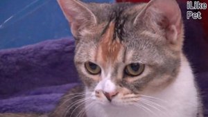 Каким командам можно научить кошку?