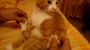Котик тащится от массажа пяток