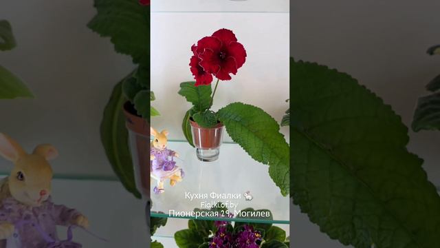 Студия Кухня Фиалки 🐇. Август.  АВ-Цветочные Лабиринты,  АВ-Дамасская Роза, Jolly Splashy,  Little