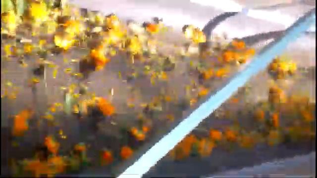 Комбайн для календулы и ромашки  Алтай-1800, Combine for calendula and chamomile Altay-1800 смотреть онлайн