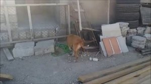 Наташа привезла вкусные блинчики  Черныш привстал