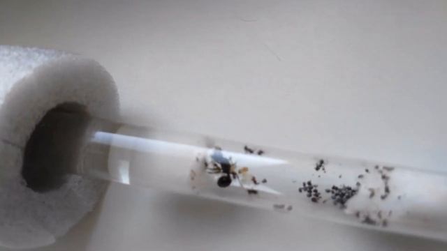 Покупки - муравьиная ферма) смотреть онлайн