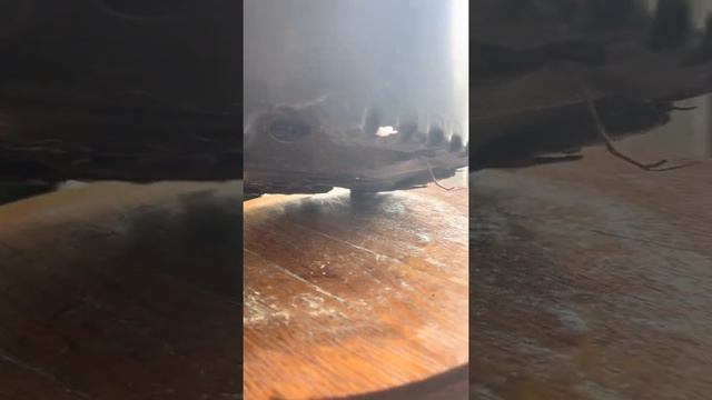 Ficus Altissima Care Guide смотреть онлайн