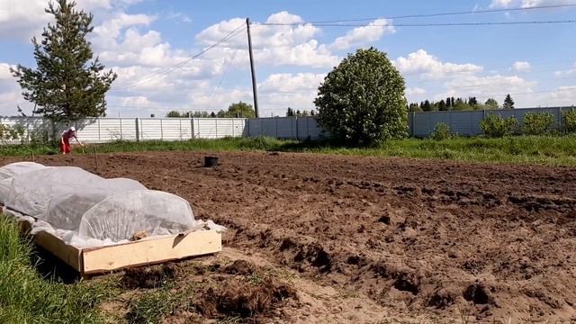 Посадка картофеля под лопату. смотреть онлайн