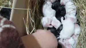 Почему кролики не набирают вес. Часть 1.Проблемы младенчества.